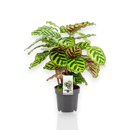 Calathea makoyana