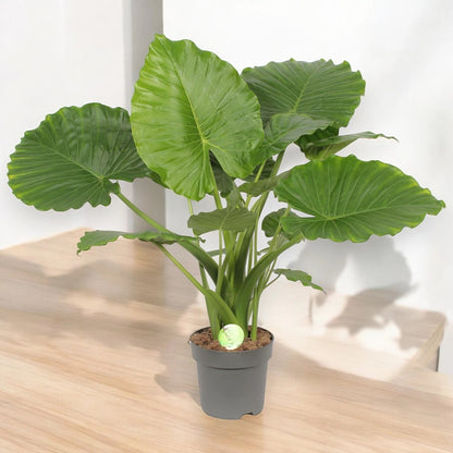 Alocasia gageana