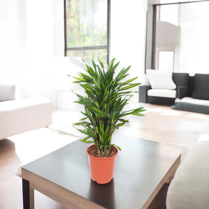 Dracaena fragrans 'Riki'