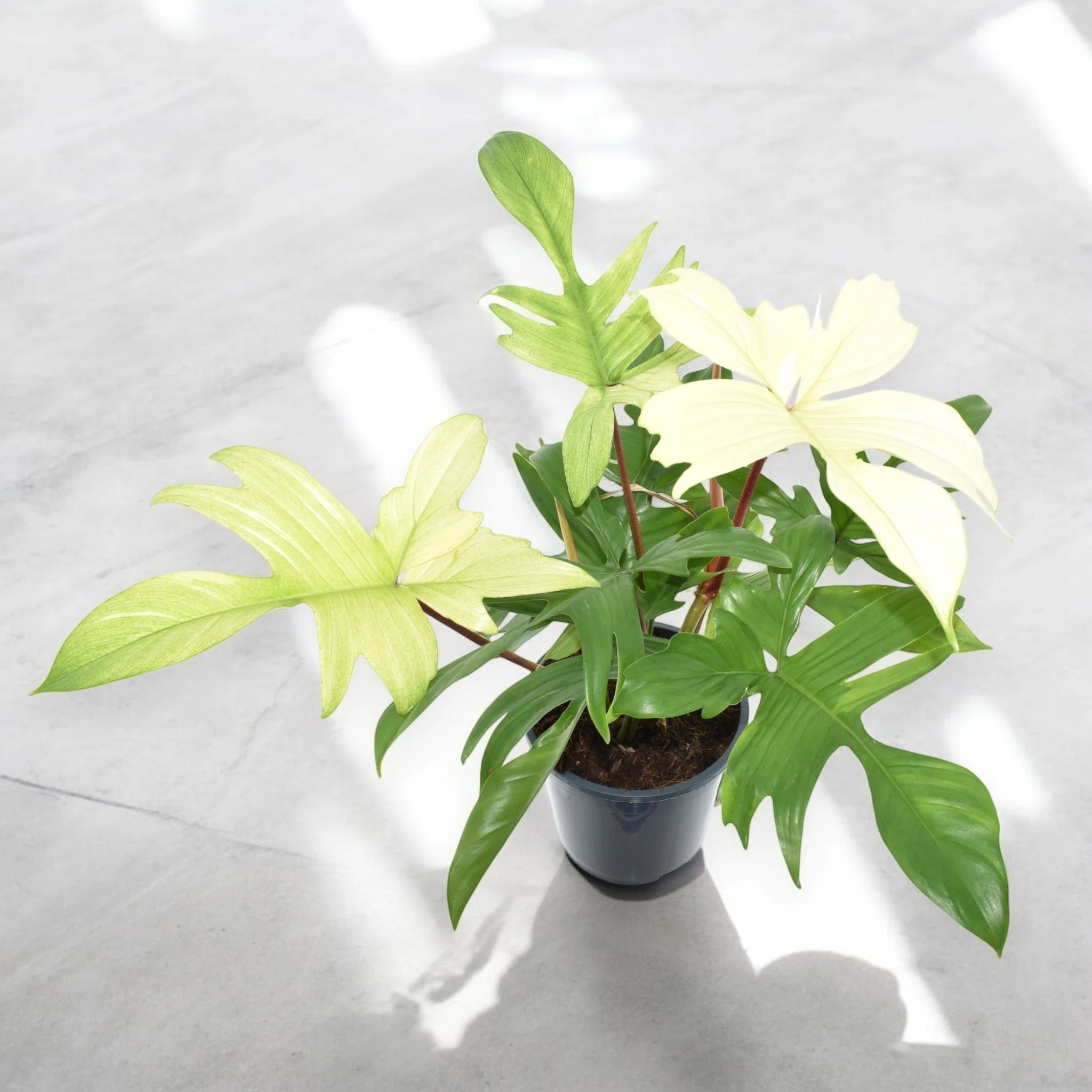 Philodendron 'Florida Ghost'