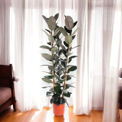 Ficus elastica 'Abidjan'