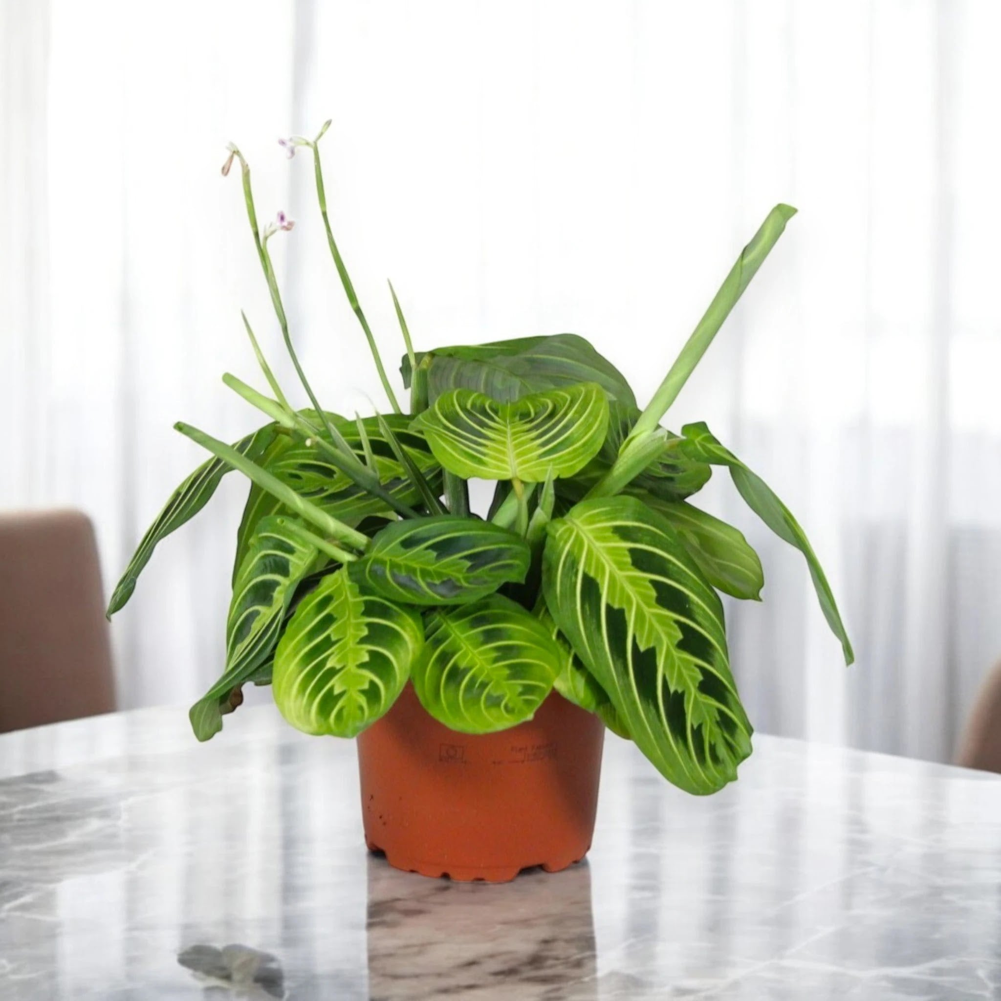 Maranta leuconeura 'Lemon Lime'