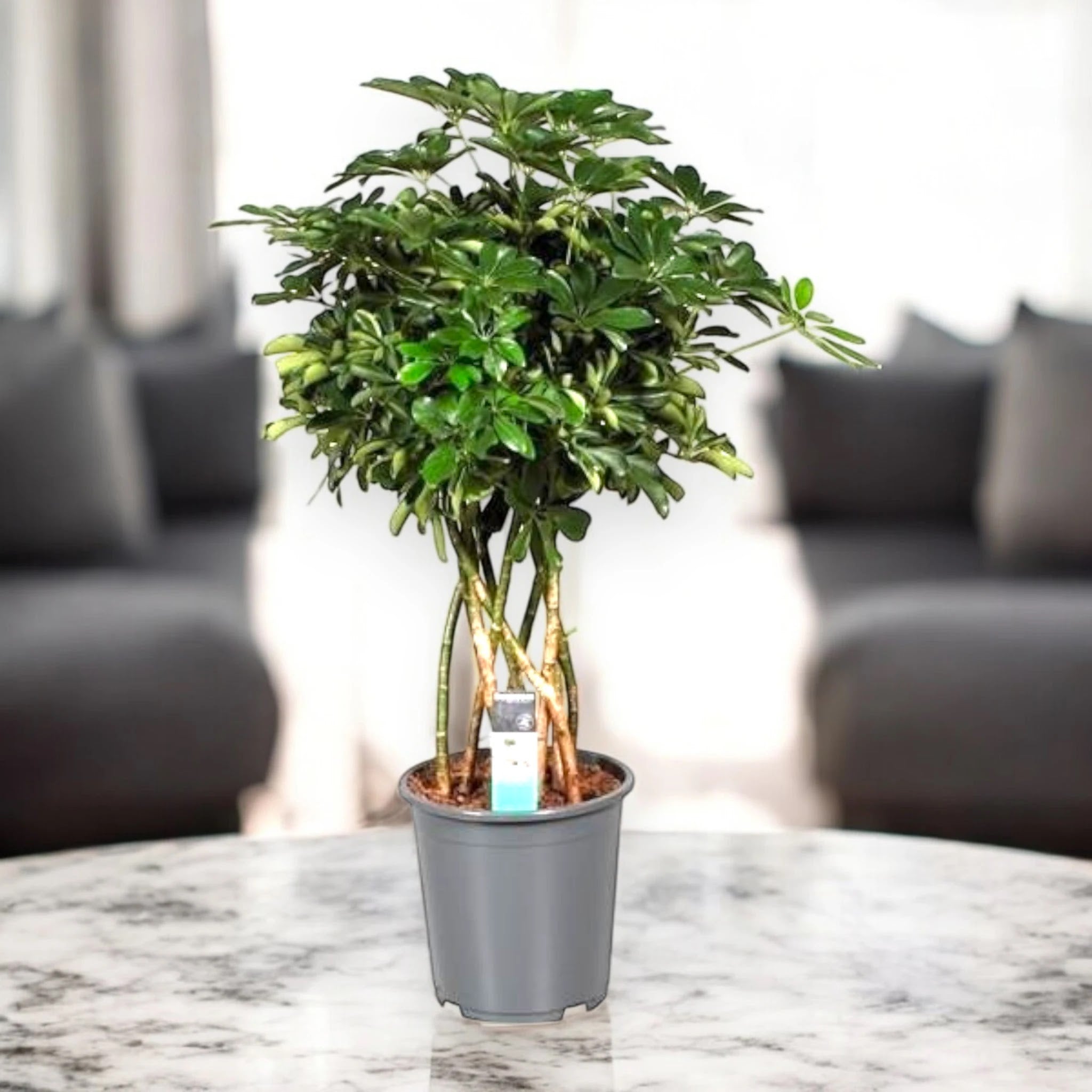Schefflera arboricola 'Compacta'