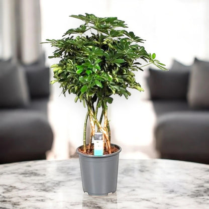 Schefflera arboricola 'Compacta'