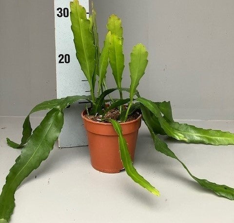 Epiphyllum fruhlingsgold