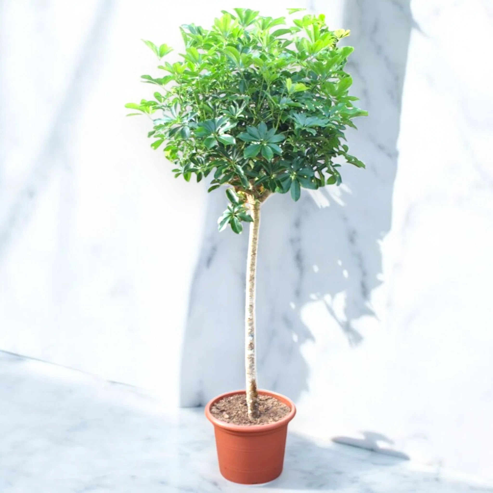 Schefflera arboricola 'Compacta'