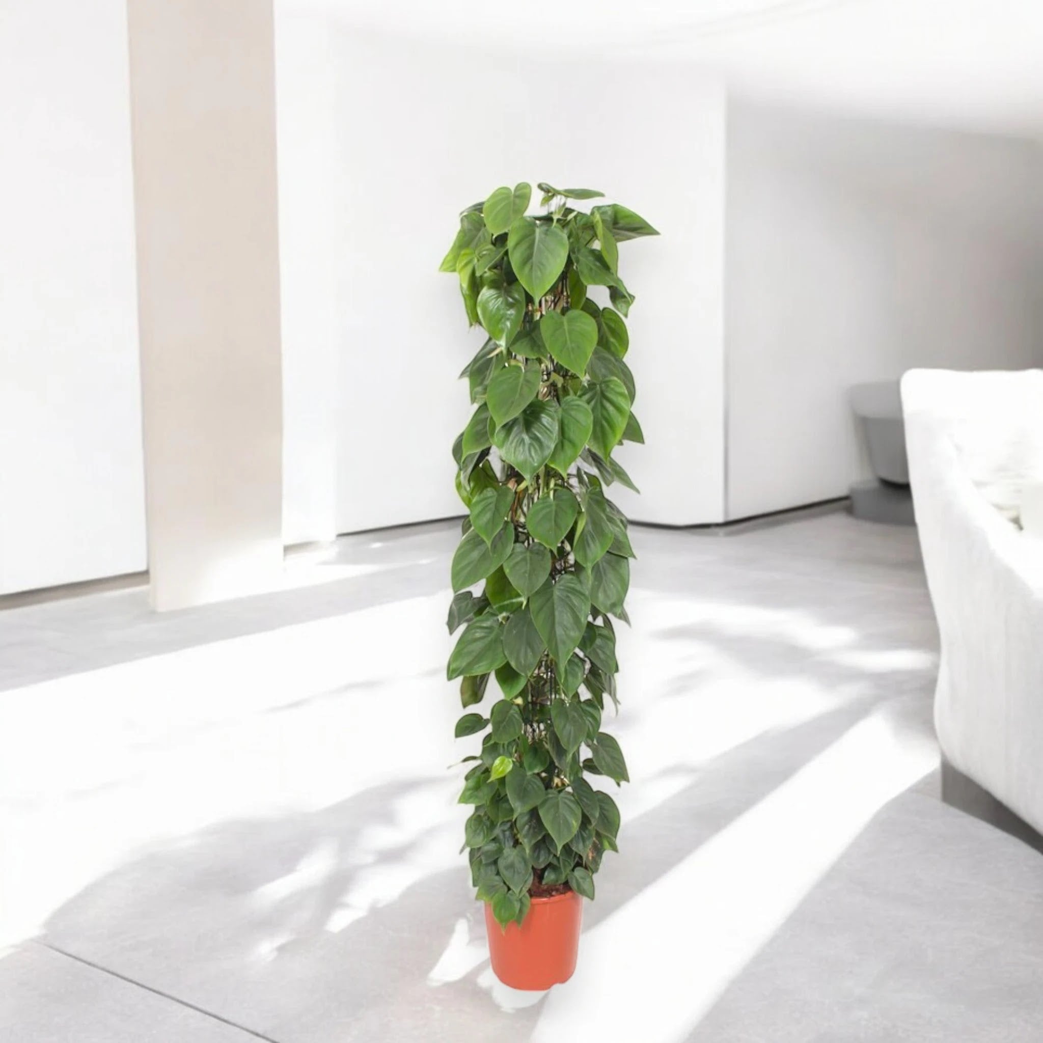 Philodendron scandens