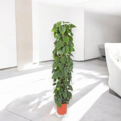 Philodendron scandens