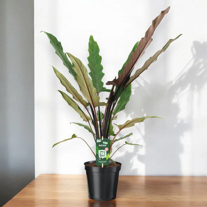 Alocasia lautebarchiana