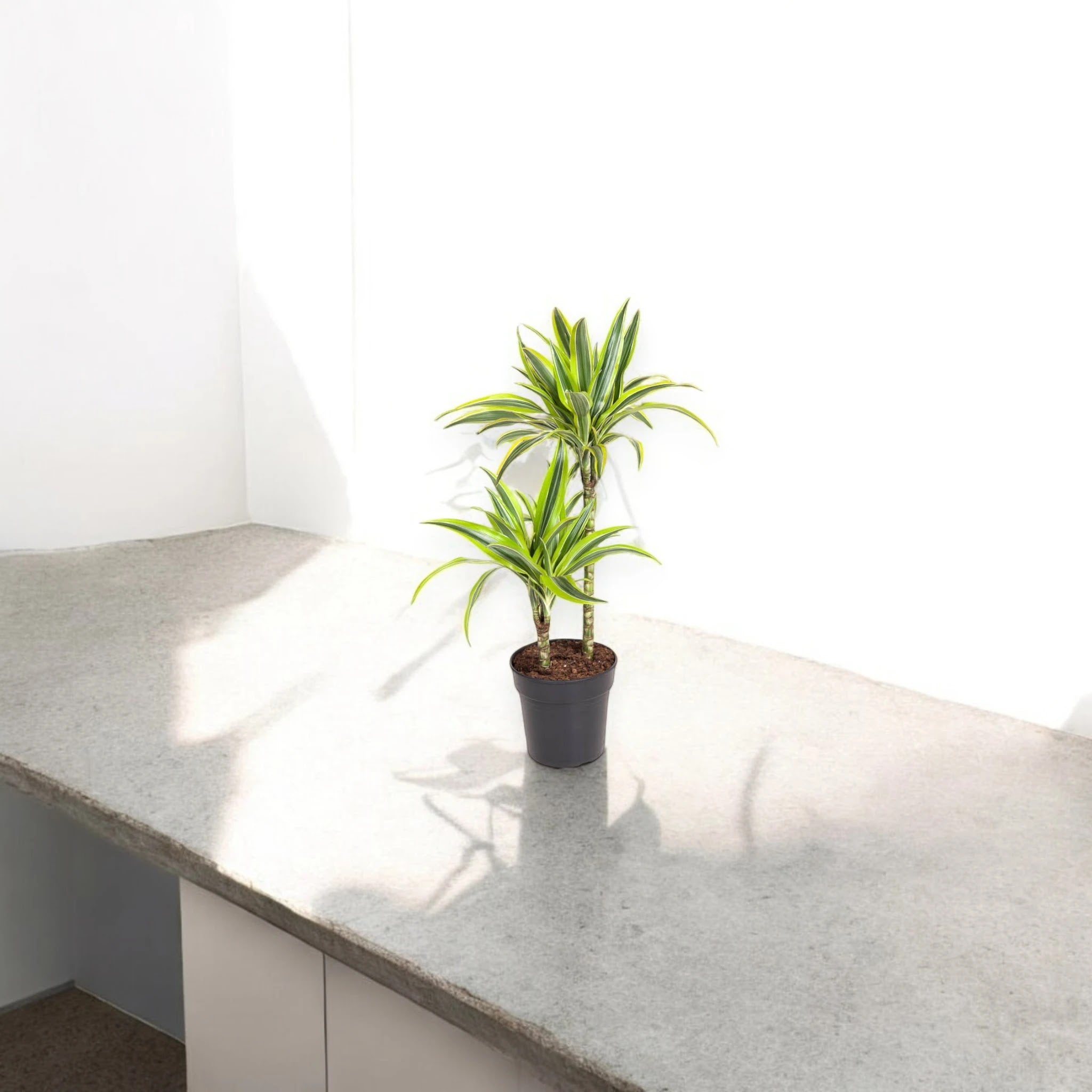 Dracaena fragrans 'Lemon Lime'