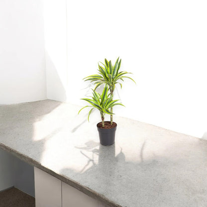 Nandina domestica 'Lemon-Lime'
