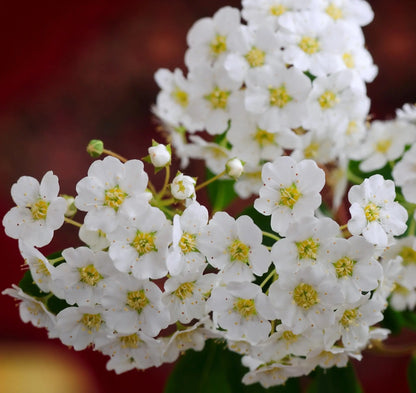 Spirea - Spiraea nipponica 'Snowmound'