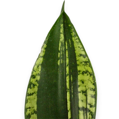 Dettaglio foglia Sansevieria Silver Flame con striature argentate e margini gialli su sfondo verde