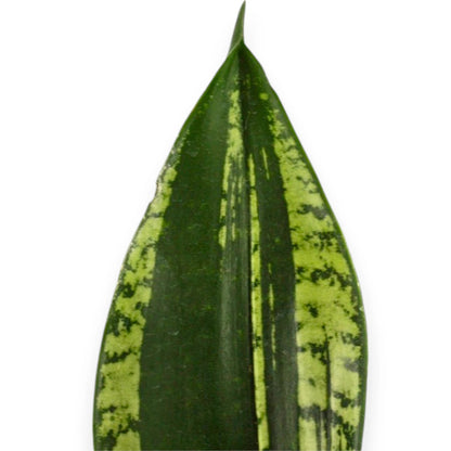 Dettaglio foglia Sansevieria Silver Flame con striature argentate e margini gialli su sfondo verde