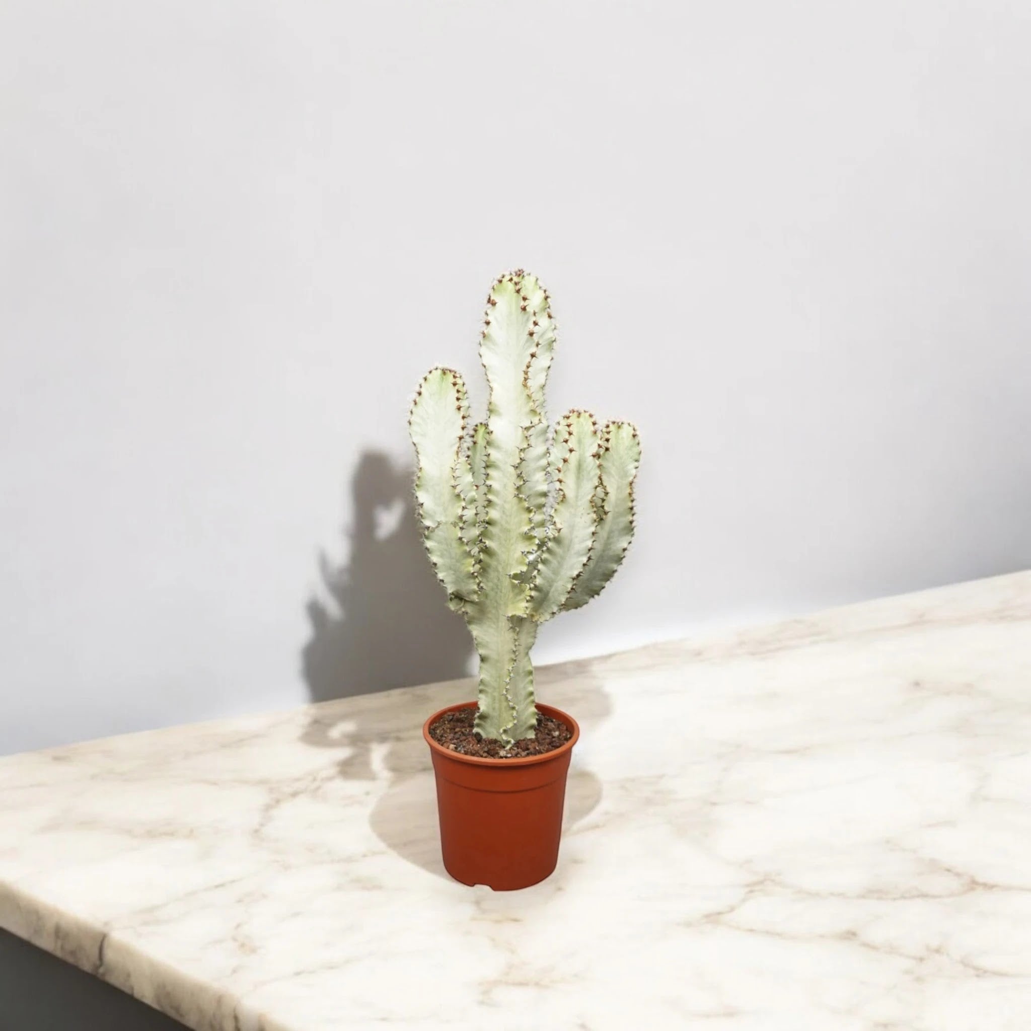 Euphorbia ingens variegata