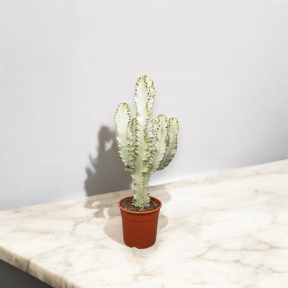 Euphorbia ingens variegata