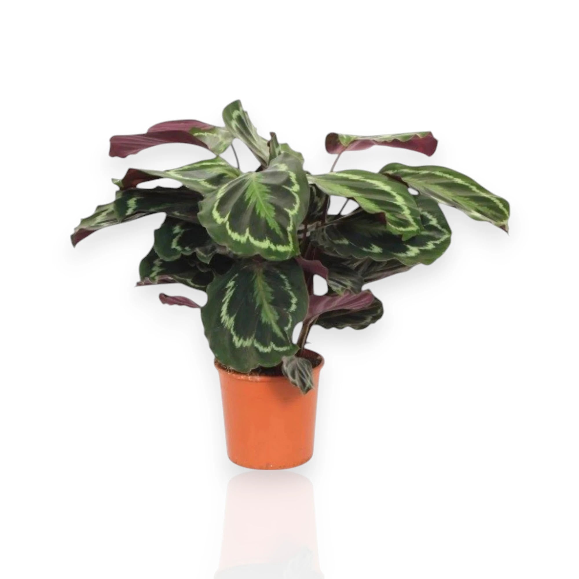 Calathea Medallion con foglie rotonde verdi e rosa in vaso, pianta da interno decorativa