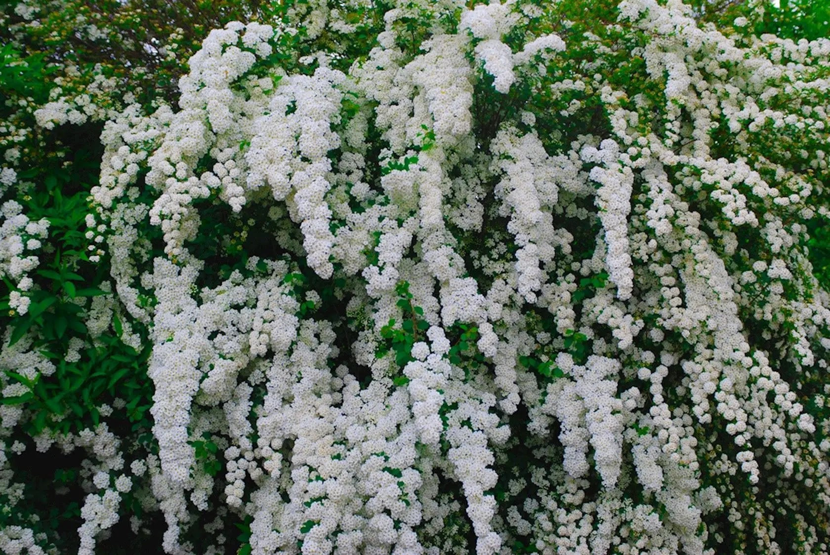 Spiraea nipponica Snowmound arbusto compatto con fioritura bianca primaverile in giardino