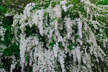 Spiraea nipponica Snowmound arbusto compatto con fioritura bianca primaverile in giardino
