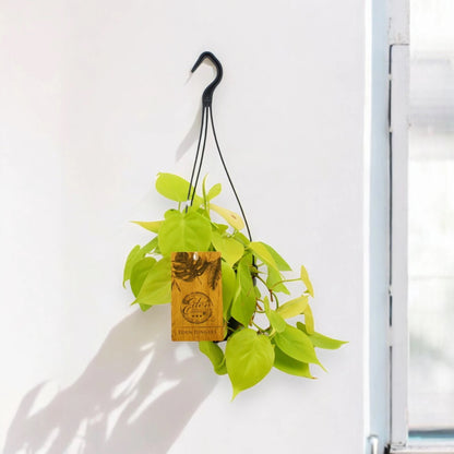Philodendron 'Micans'