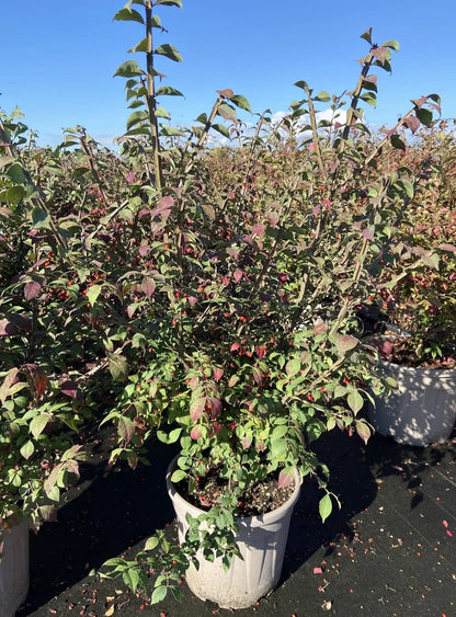Evonimo - Euonymus 'Alatus'