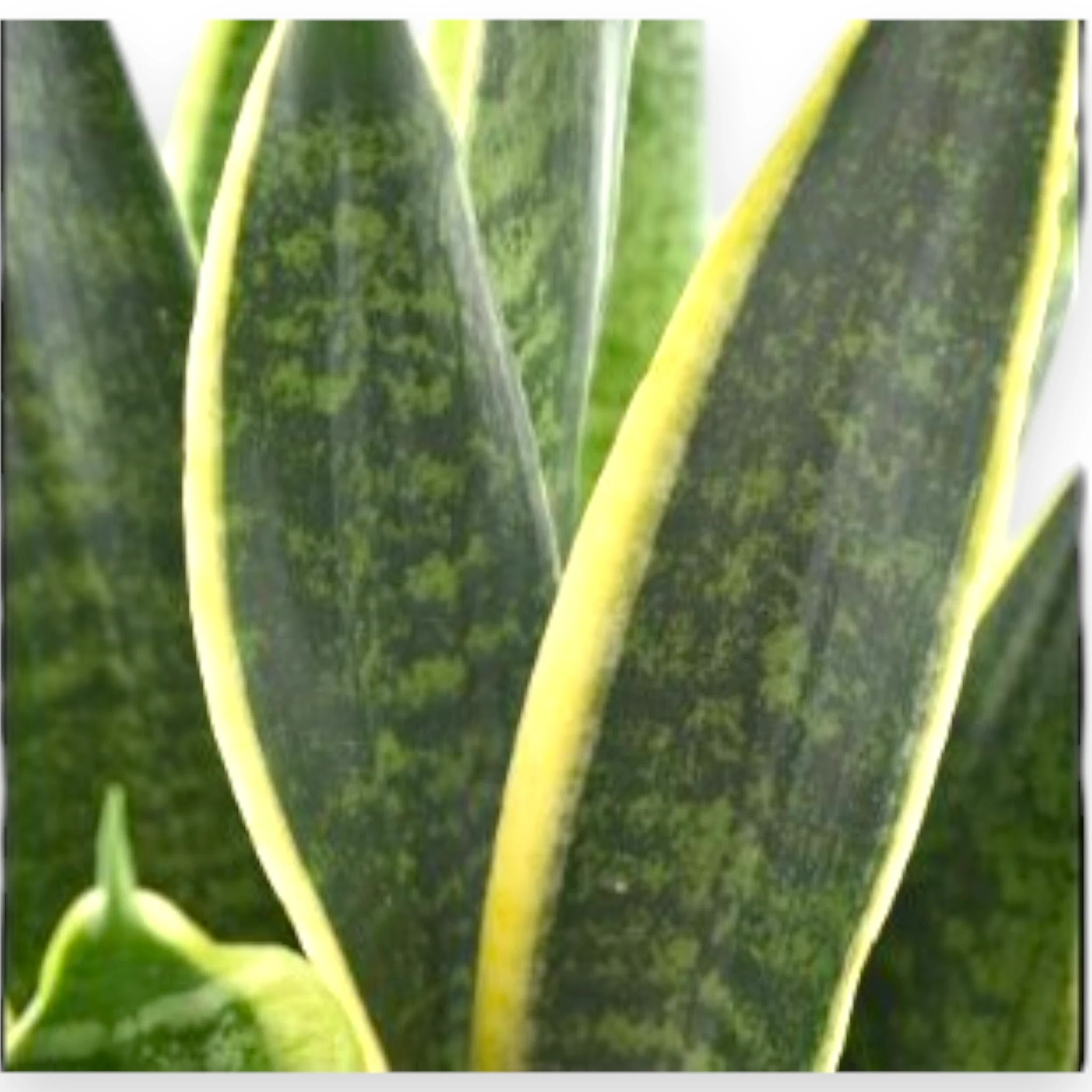 Sansevieria trifasciata 'Futura Superba'