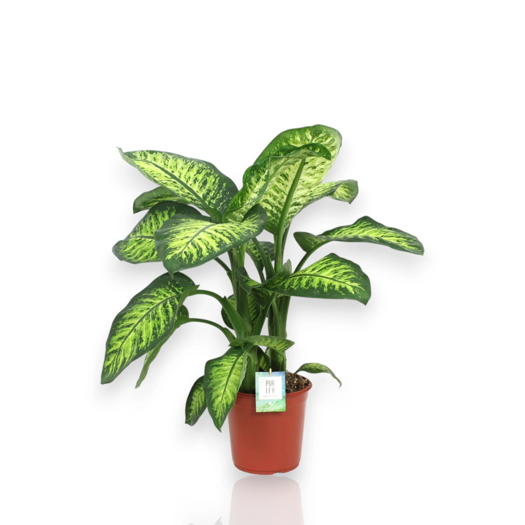 Dieffenbachia seguine Lemon tropic con foglie variegate giallo-verde in vaso da interno