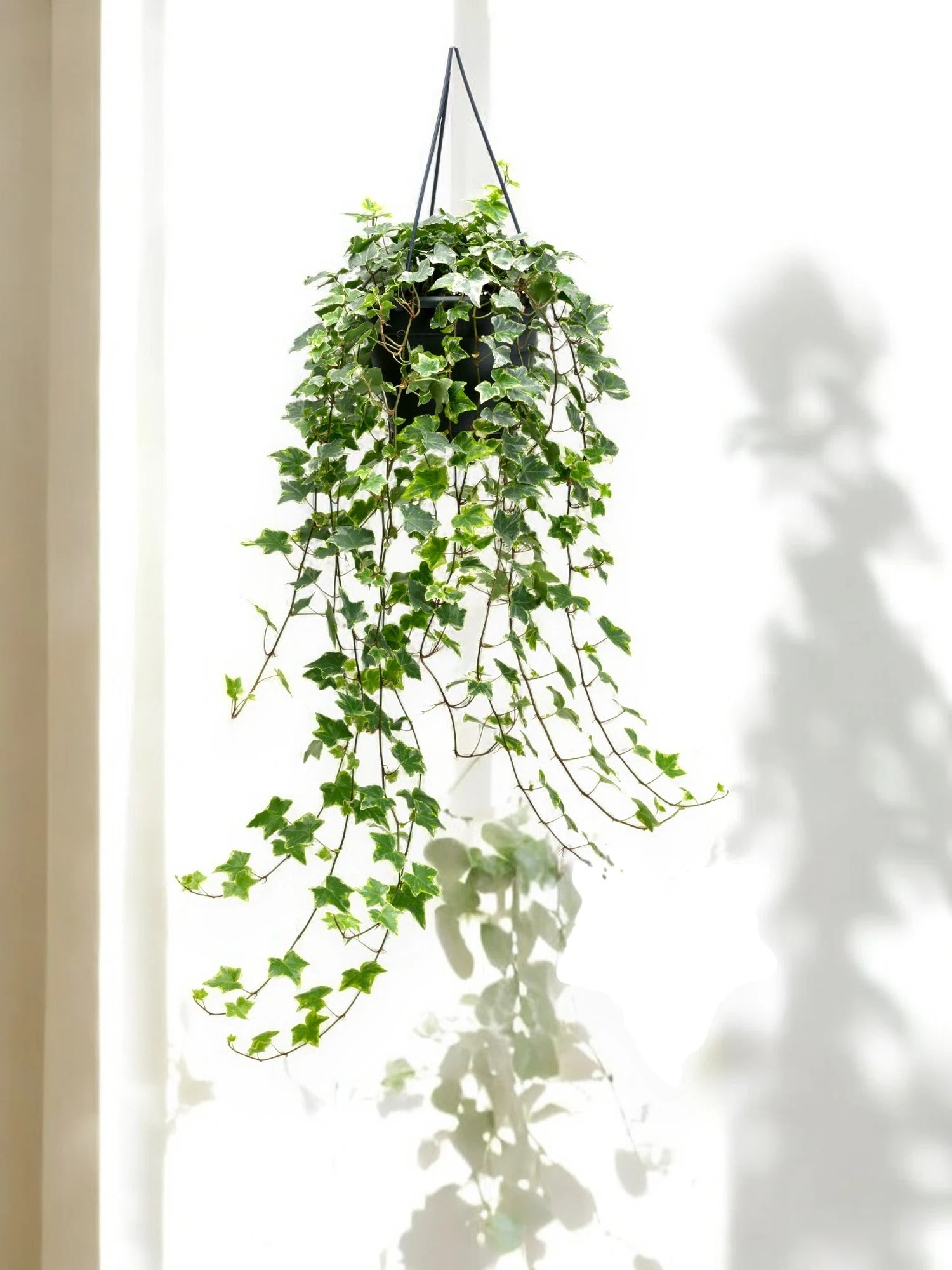 Edera - Hedera helix 'Mint Kolibri'