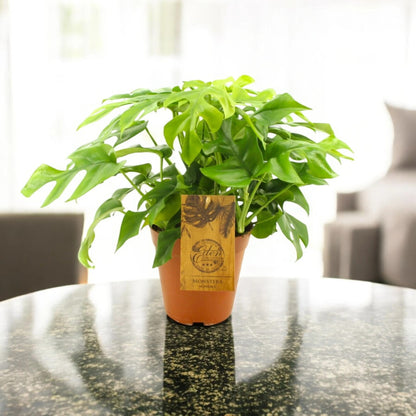Monstera Minima - Rhaphidophora tetrasperma
