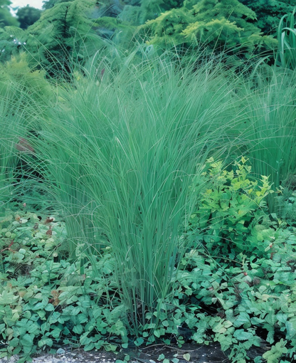 Dettaglio infiorescenze rosa piumose di Miscanthus sinensis Gracillimus in fioritura autunnale