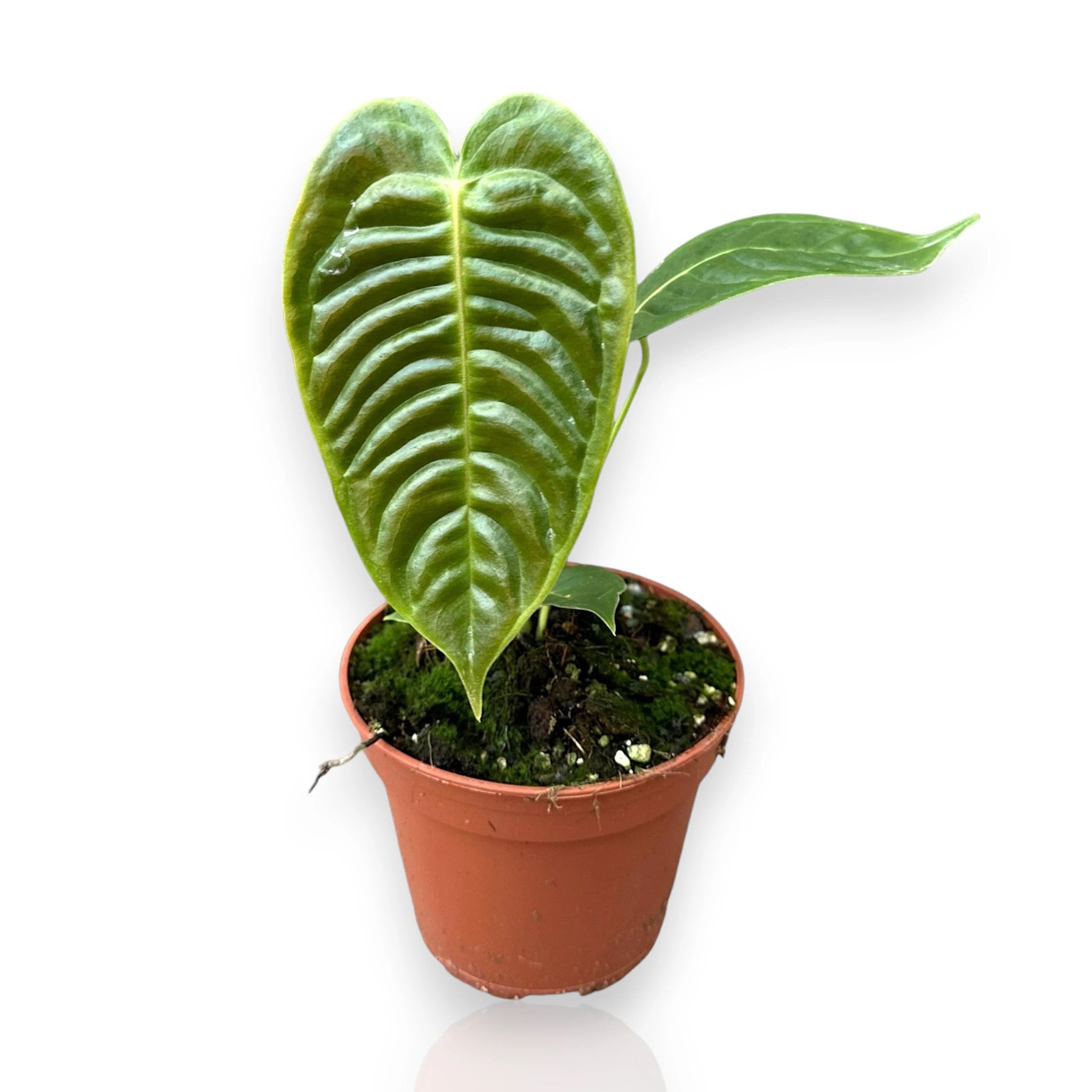 Anthurium veitchii