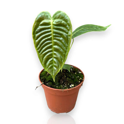 Anthurium veitchii