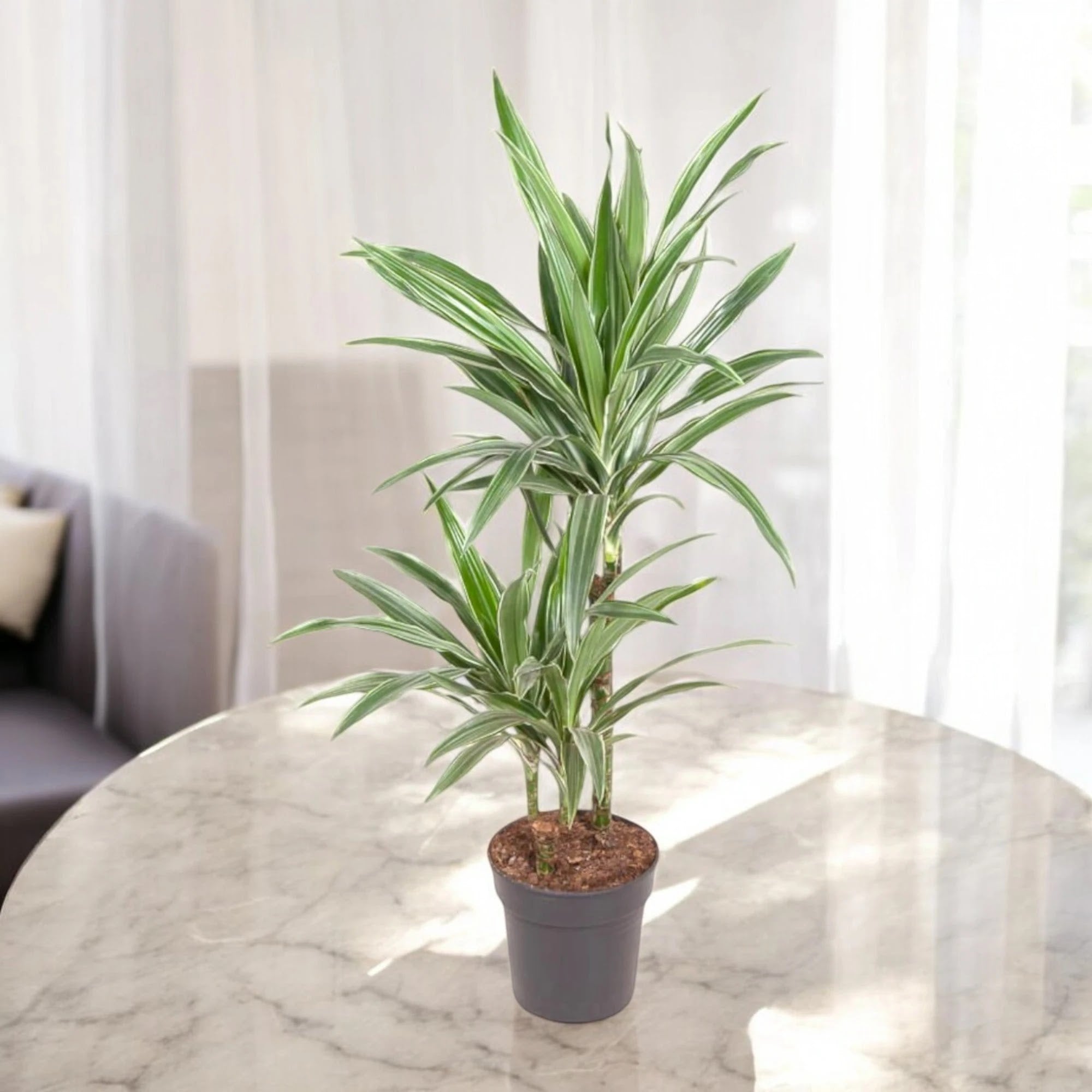 Dracaena fragrans 'Warneckei'