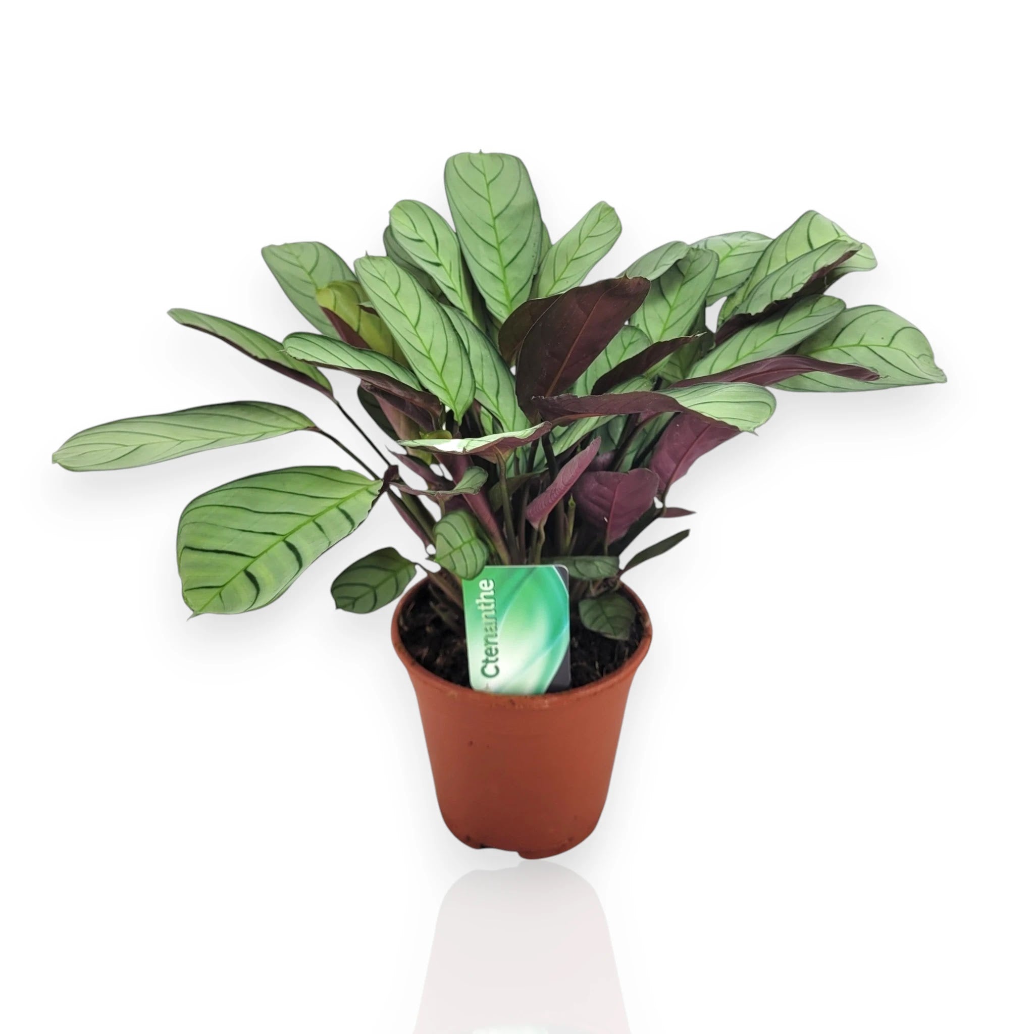 Ctenanthe burle-marxii pianta intera in vaso con foglie zebrate verde e crema
