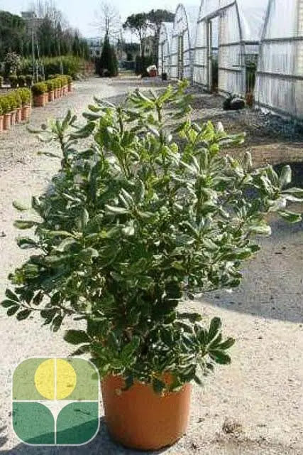 Pittosporo - Pittosporum tobira