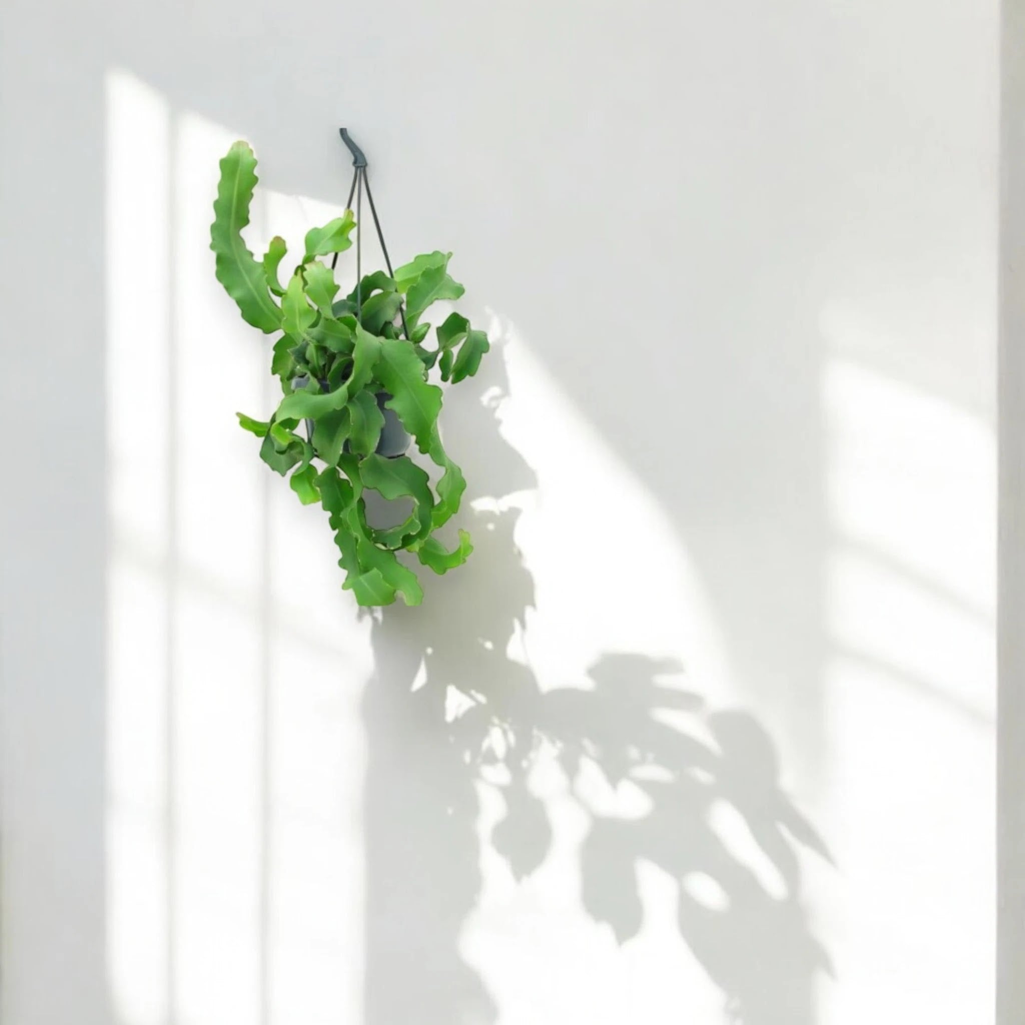 Epiphyllum guatemalense