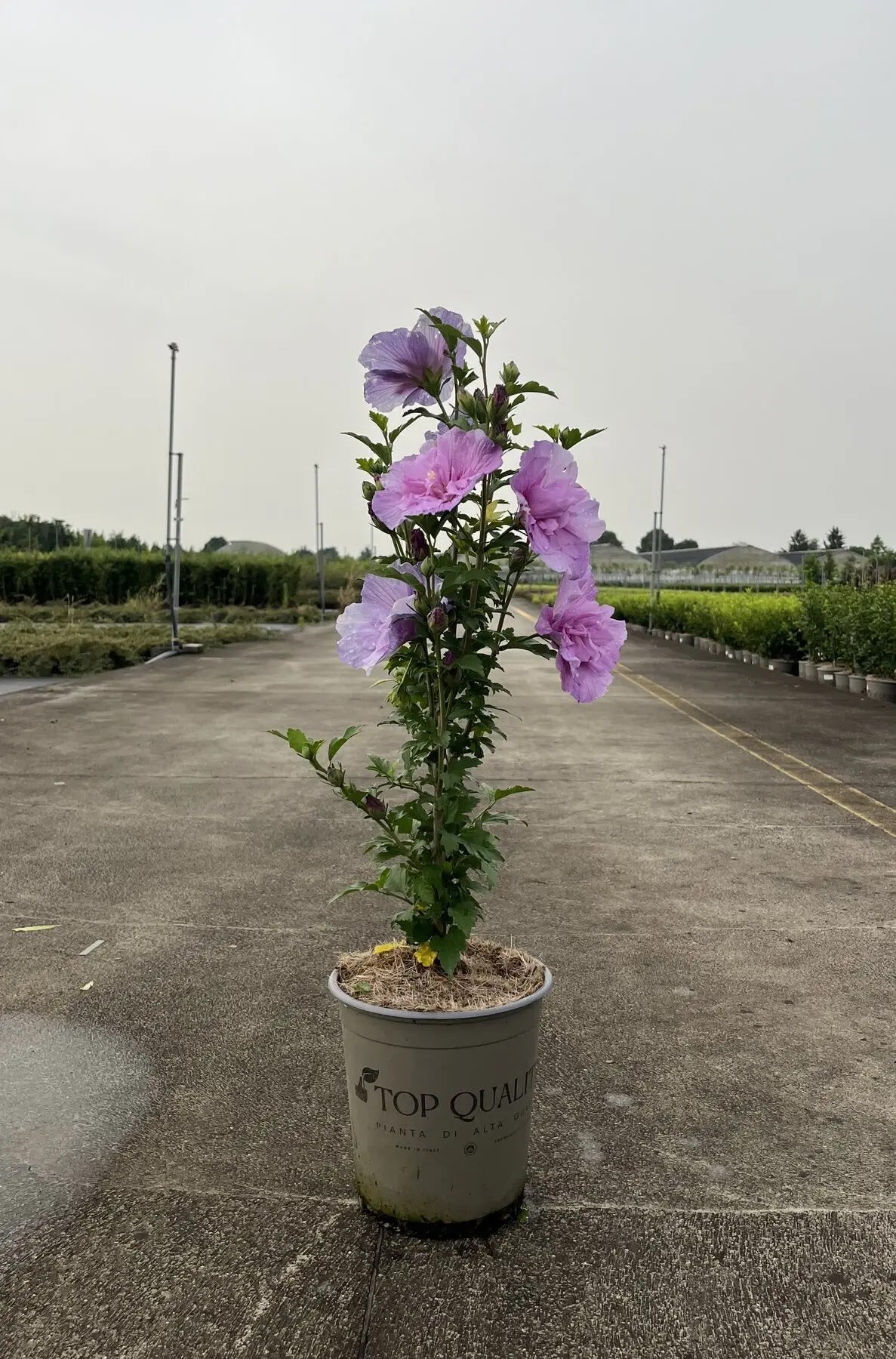 Dettaglio fiore doppio color lavanda di Hibiscus syriacus Lavender Chiffon