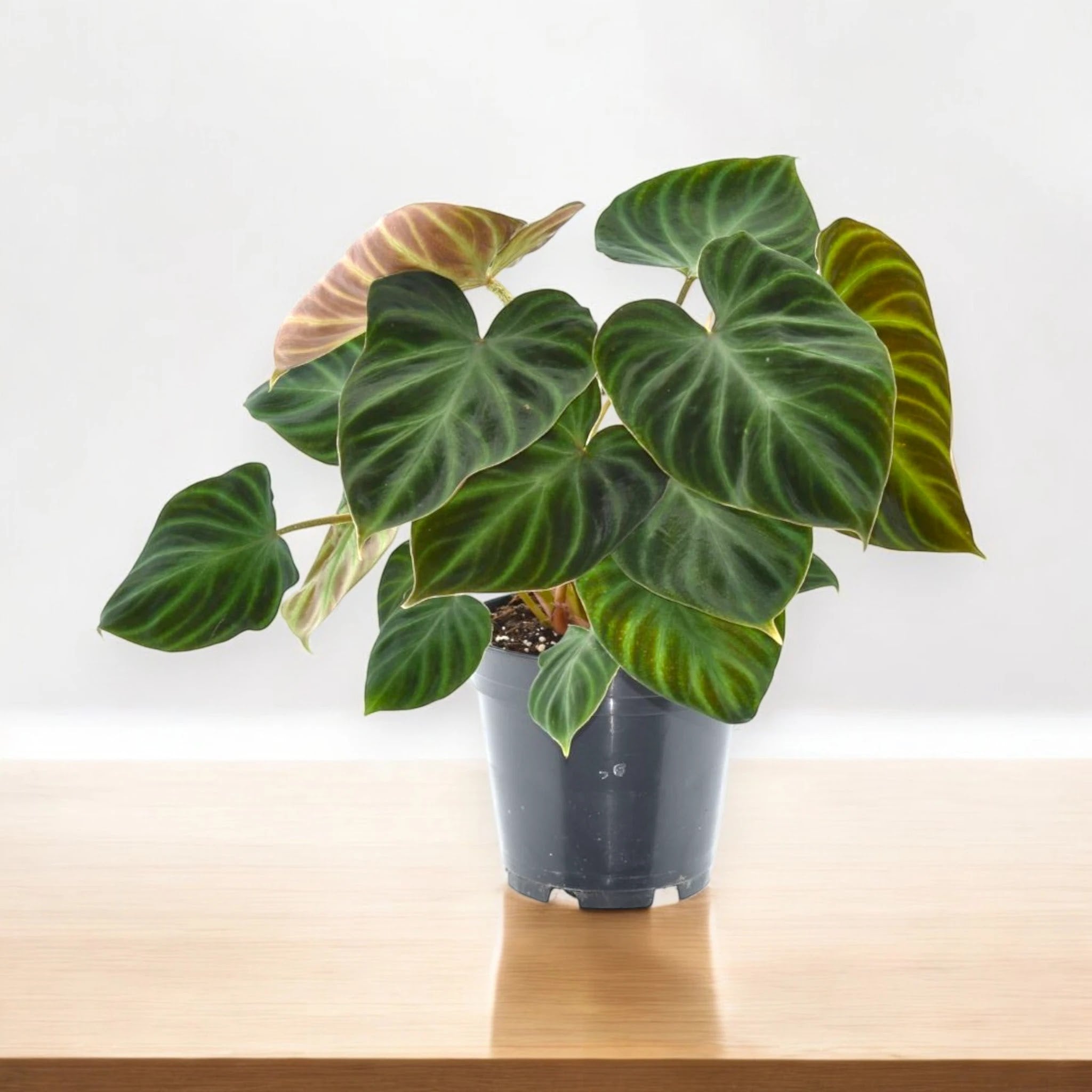 Philodendron verrucosum