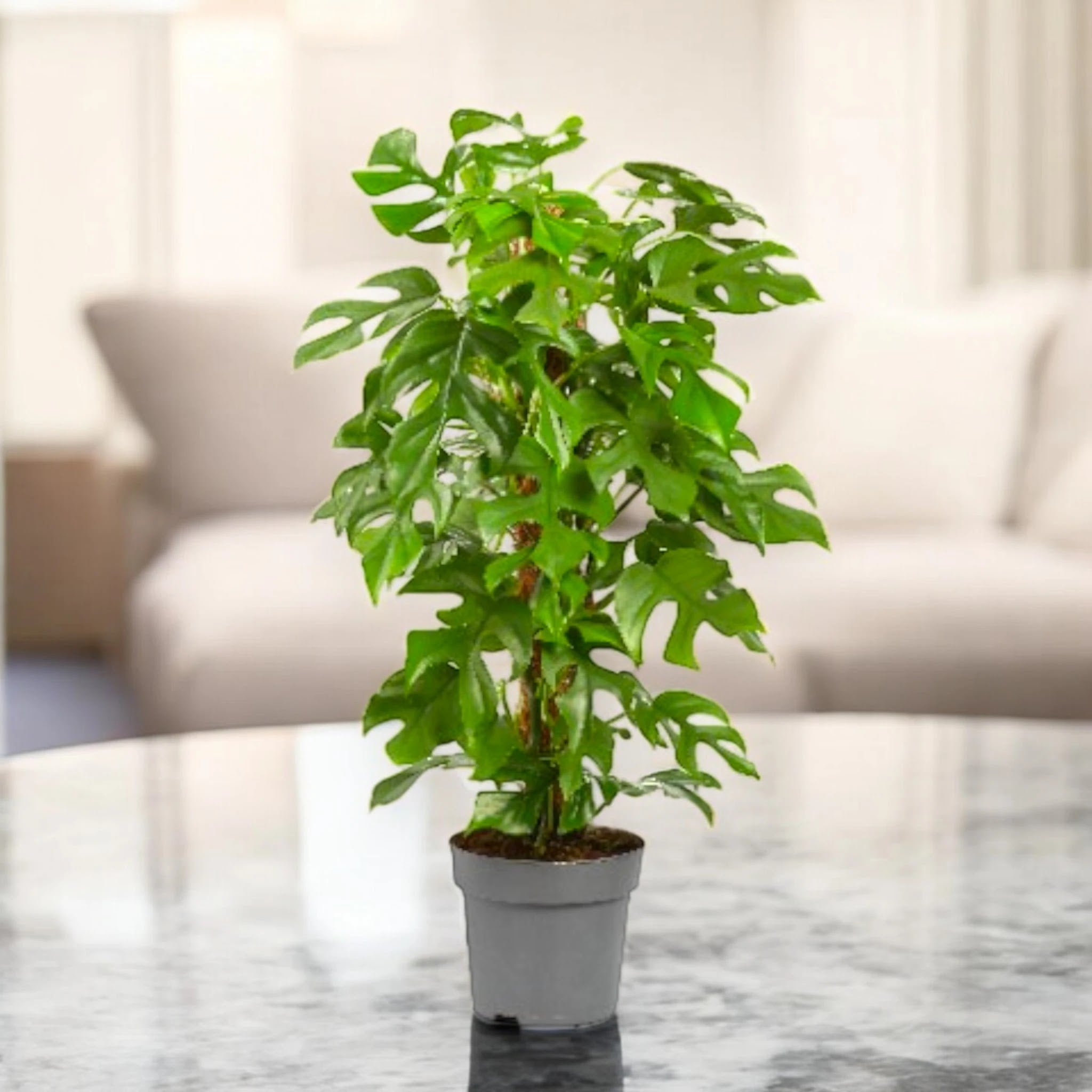 Philodendron 'Minima'
