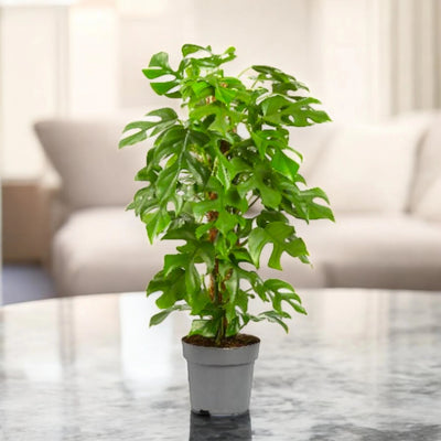 Philodendron 'Minima'