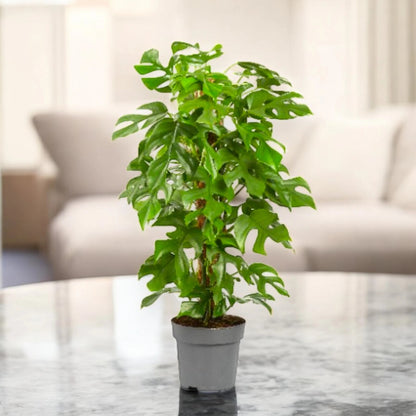 Philodendron 'Minima'