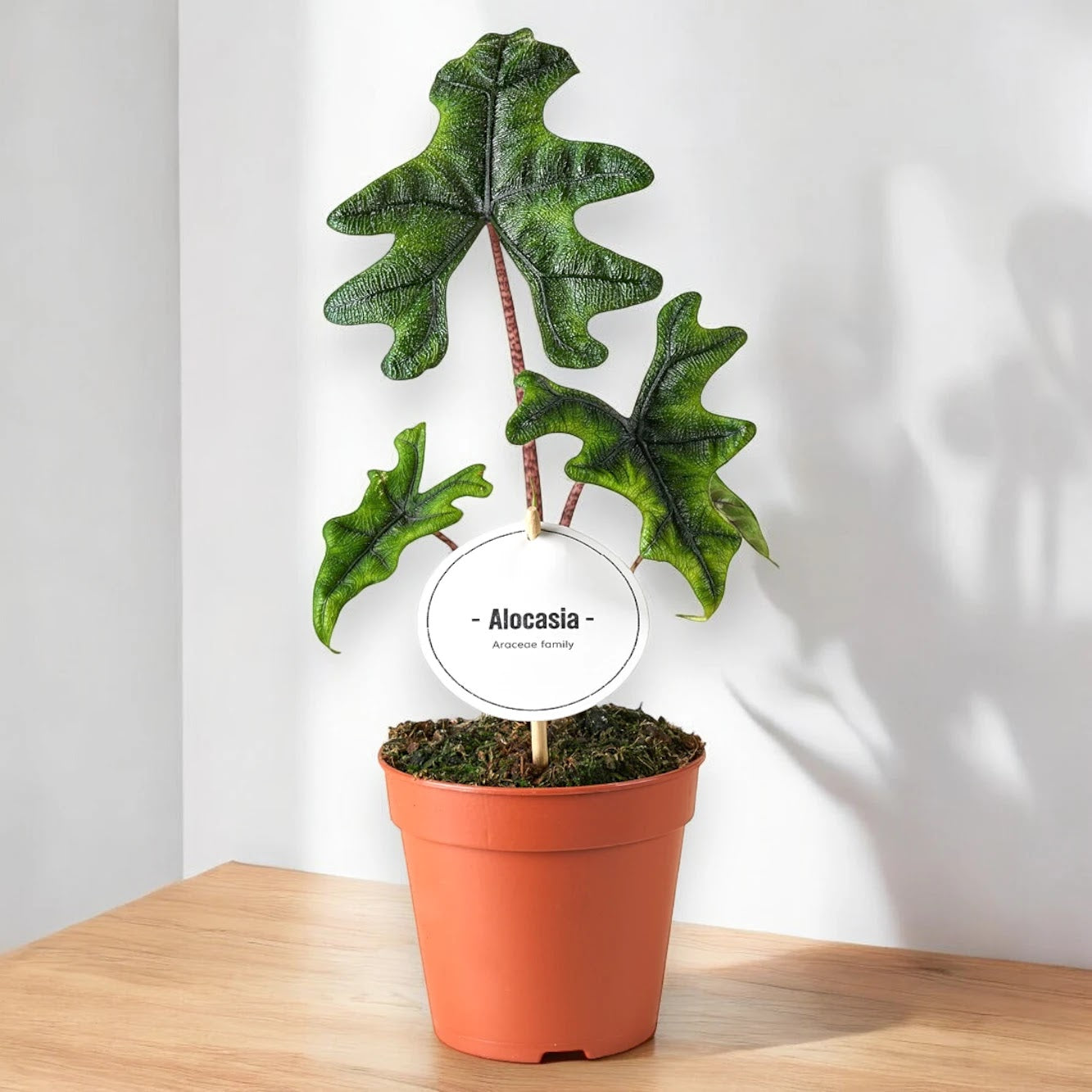Dettaglio foglia Alocasia Jacklin con riflessi argentei e nervature geometriche ben definite