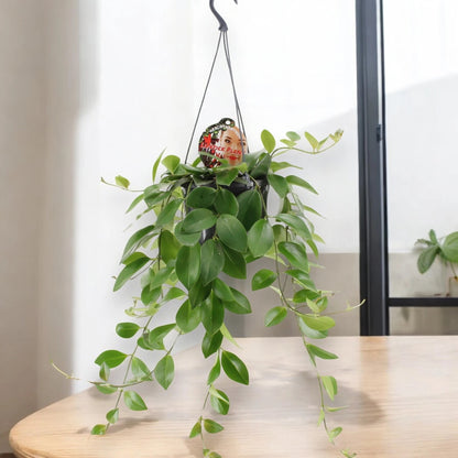 Aeschynanthus 'Mona Lisa'