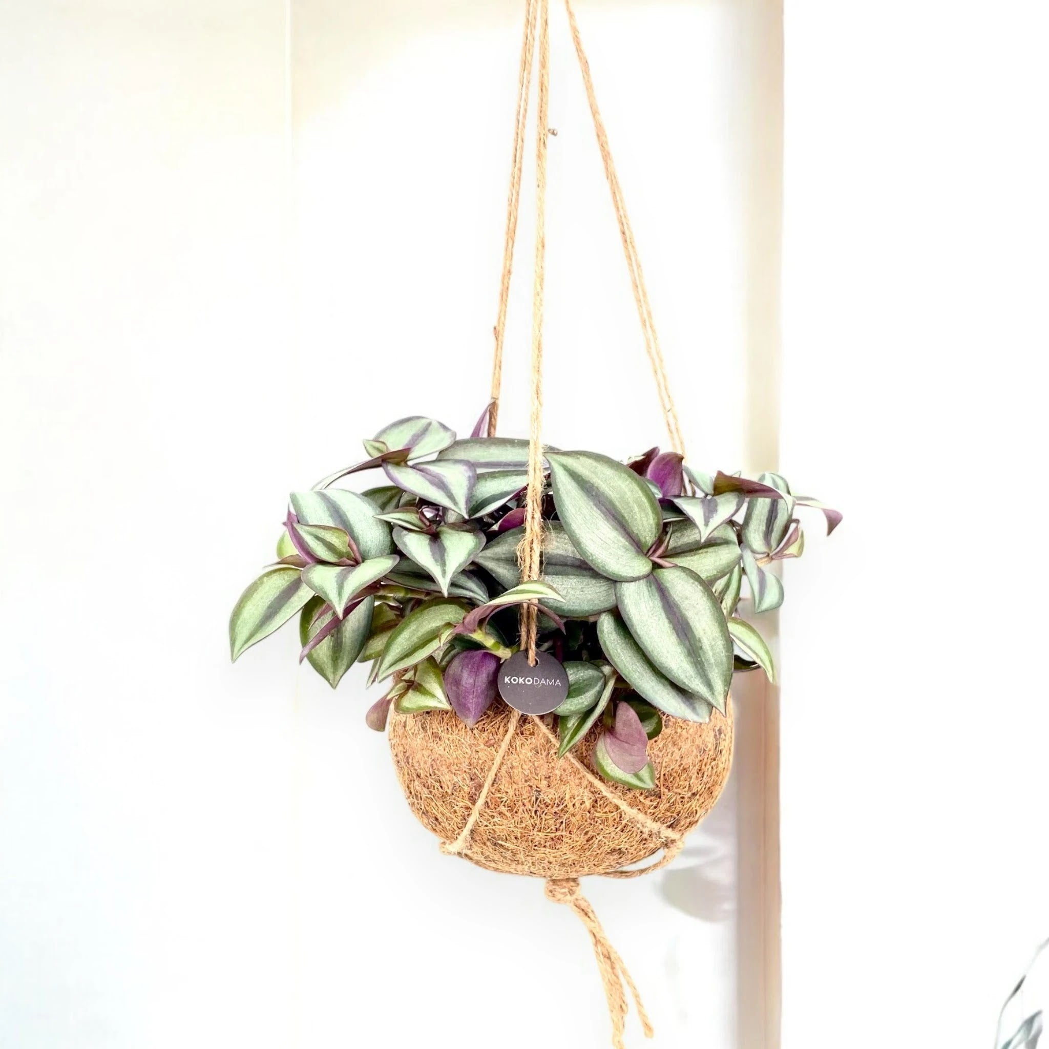 Tradescantia zebrina 'Purpusii' kokedama