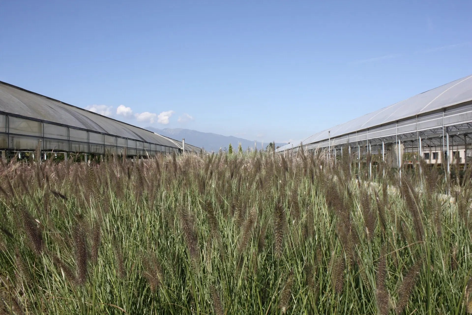 Cespo di Pennisetum Foxtrot in piena fioritura estiva