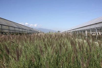 Cespo di Pennisetum Foxtrot in piena fioritura estiva