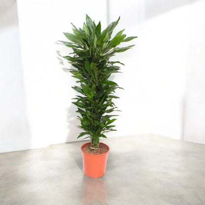 Dracaena fragrans 'Janet Lind'