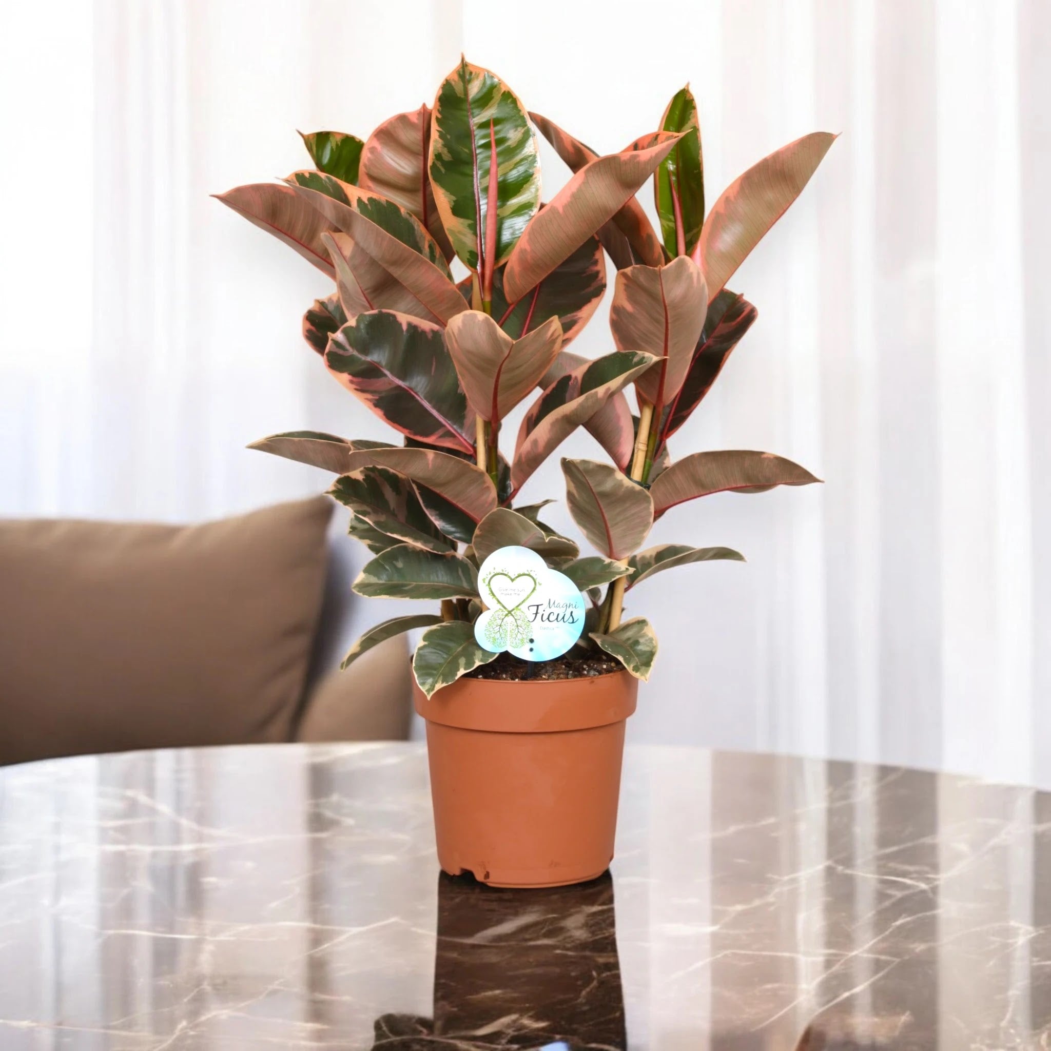 Ficus elastica 'Belize'