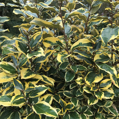 Elaeagnus × ebbingei