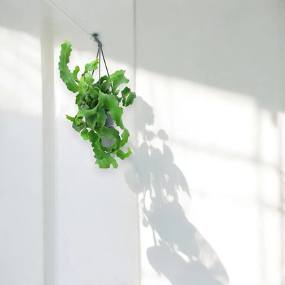 Epiphyllum guatemalense